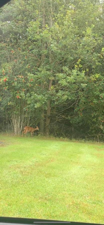 Rose Lodge - Hot Tub Getaway - Percy Woods - Pet Friendly Morpeth Exterior photo